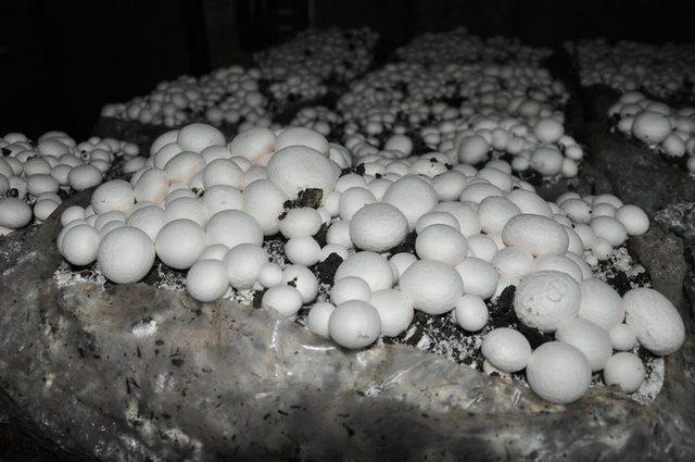 <div>&Ccedil;ocuklarını b&uuml;y&uuml;t&uuml;p &uuml;niversiteye g&ouml;nderdikten sonra Sorgun Halk Eğitim Merkezi M&uuml;d&uuml;rl&uuml;ğ&uuml;n&uuml;n a&ccedil;tığı K&uuml;lt&uuml;r Mantarı Yetiştiriciliği kursuna katılarak sertifika aldığını s&ouml;yleyen Derya Doğan, şu a&ccedil;ıklamalarda bulundu:</div>

<div>&nbsp;</div>
