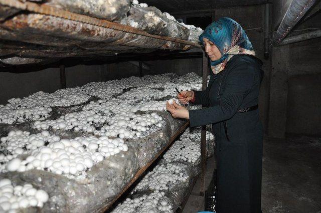 <div>İlk etapta evde boş oturmak yerine hobi olarak k&uuml;lt&uuml;r mantarı yetiştirmeye başladım. Yerim ve imkanım olduğu i&ccedil;in evimin bodrum katında mantar yetiştirmeye başladım.&nbsp;</div>

<div>&nbsp;</div>
