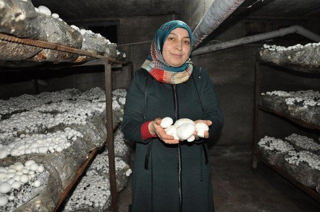 <div>Kliması, havalandırma sistemi, ranzası ve mantar kompostlara yaklaşık 15 bin lira harcadım. Şu anda g&uuml;nl&uuml;k 200 kilogram mantar &uuml;retiyoruz. Sorgun'un mantar ihtiyacını &ccedil;ok rahatlıkla karşılayabilmekteyiz.</div>

<div>&nbsp;</div>
