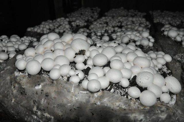 <div>Biz de kendisine teknik olarak yardımcı olduk. Tamamen kendi imkanlarıyla 4 tonluk bir tesis kurdu. Şu anda g&ouml;rd&uuml;ğ&uuml;n&uuml;z gibi &ccedil;ok g&uuml;zel bir &uuml;r&uuml;n elde ediyor. &Ccedil;ok g&uuml;zel de kazanacağını d&uuml;ş&uuml;n&uuml;yoruz.</div>

<div>&nbsp;</div>
