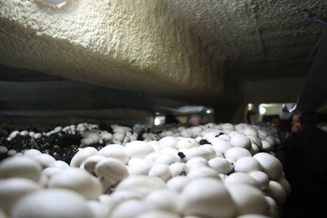 <div>Mantarcılık alanında hızla gelişen beldedeki &uuml;reticiler, diğer illerden gelen &uuml;reticilere de eğitim veriyor. B&ouml;lgede mantarcılığın gelişimine &ouml;nc&uuml; olan Sarıidris Belediye Başkanı MHP'li Ramazan Pala, Doğu ve G&uuml;neydoğu illerindeki ticaret ve sanayi odası temsilcilerinin heyetler halinde bilgi almak i&ccedil;in beldeyi sık ziyaret ettiğini s&ouml;yledi.&nbsp;</div>

<div>&nbsp;</div>
