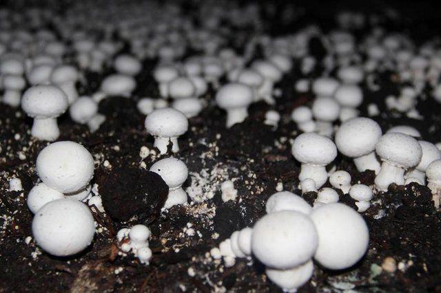 <div>Son olarak 55 kişilik heyeti &uuml;reticilerle buluşturduklarını aktaran Başkan Pala, "Karadeniz illerinin yanı sıra Manisa ve Konya'dan eğitim i&ccedil;in gelenler var" dedi.</div>

<div>&nbsp;</div>
