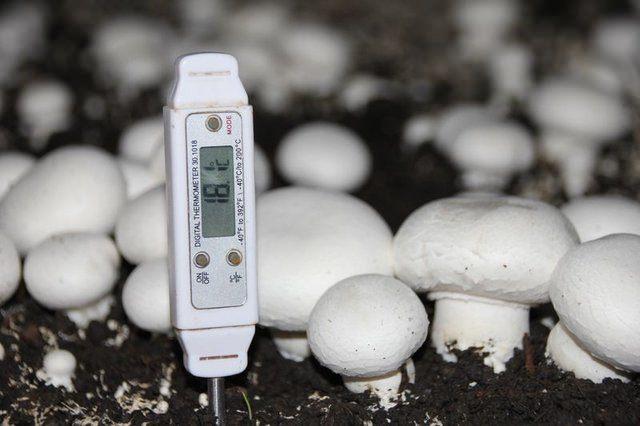 <div>Başkan Ramazan Pala, mantar &uuml;retiminden aylık 1 milyon olmak &uuml;zere yıllık ortalama 12 milyon lira gelir sağlandığını vurguladı. Beldede hayvancılık yapıldığını, elma &uuml;retiminin de yaygın olduğunu kaydeden Pala, bir ailenin mantarcılıktan yıllık kazancının yaklaşık 50 bin lira olduğunu s&ouml;yledi.</div>

<div>&nbsp;</div>
