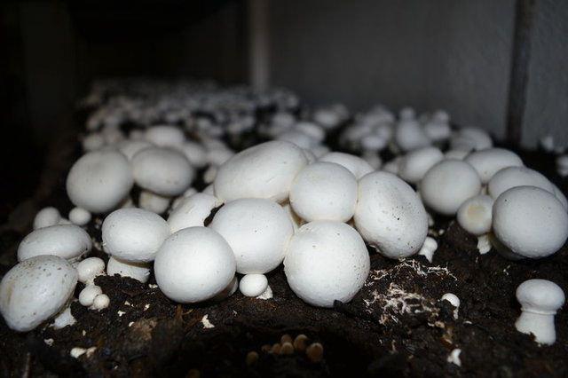 <div>Başkan Pala, mantarcılığın bir&ccedil;ok sekt&ouml;r&uuml; de beslediğini, yeni iş alanları yarattığını belirtti. Tesislerin bakım ve yapım işleriyle bağlantılı olarak elektrik, demir doğrama, inşaat, klima ve nakliyeciliğin geliştiğini vurgulayan Başkan Pala, "Burada binlerce insan ekmek yiyor. Destek verildiğinde sekt&ouml;r daha da b&uuml;y&uuml;yecektir" diye konuştu.</div>

<div>&nbsp;</div>
