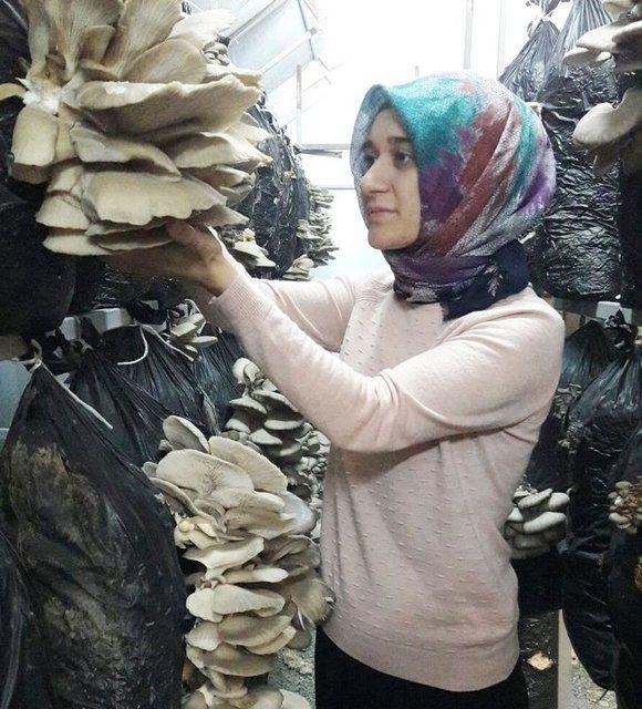 <div><strong>DEVLET DESTEĞİ ALDI, &Uuml;RETİME BAŞLADI</strong></div>

<div>&nbsp;</div>

<div>İl&ccedil;eye bağlı Sefak&ouml;y'de 100 metrekarelik serada 600 kompost ile mantar yetiştirmeye başlayan gen&ccedil; kadın &ccedil;ift&ccedil;i Hamide Boran, Eyl&uuml;l ayının ortalarından itibaren ise İstiridye Mantarı hasadına başladı.</div>
