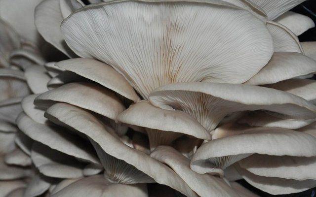 <div>Lise mezunu gen&ccedil; kız Hamide Boran, 'Gen&ccedil; &Ccedil;ift&ccedil;i' projesine Hisarcık İl&ccedil;e Gıda Tarım ve Hayvancılık M&uuml;d&uuml;r&uuml; Seher Sibel Var ve personelin tavsiyesi &uuml;zerine m&uuml;racaat ettiğini s&ouml;yledi.</div>

<div>&nbsp;</div>
