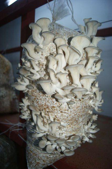 <p>İstiridye Mantarı yetiştiriciliğini severek yapıyorum. K&ouml;y&uuml;mde kendi kurduğum işimle uğraşarak, aile b&uuml;t&ccedil;esine katkıda bulunmak bana b&uuml;y&uuml;k mutluluk veriyor. Şu anda g&uuml;nl&uuml;k yaklaşık 30 kilo istiridye mantarı &uuml;retimi yapıyorum.&nbsp;</p>

<p>&nbsp;</p>
