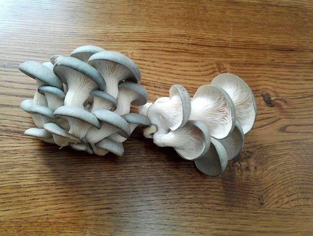 <div>İleriki g&uuml;nlerde kompostu da kendim hazırlayarak maliyetini d&uuml;ş&uuml;rmeyi hedefliyorum. &Uuml;rettiğim mantarları pazarlama da sıkıntı &ccedil;ekmiyorum. İl&ccedil;e merkezi ve &ccedil;evre il&ccedil;elerden toptan alım i&ccedil;in talepler geliyor.</div>

<div>&nbsp;</div>
