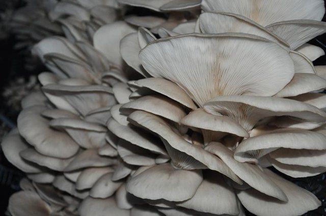 <div><strong>HOBİ OLARAK BAŞLADI, SİPARİŞLERE YETİŞEMİYOR</strong></div>

<div>&nbsp;</div>
