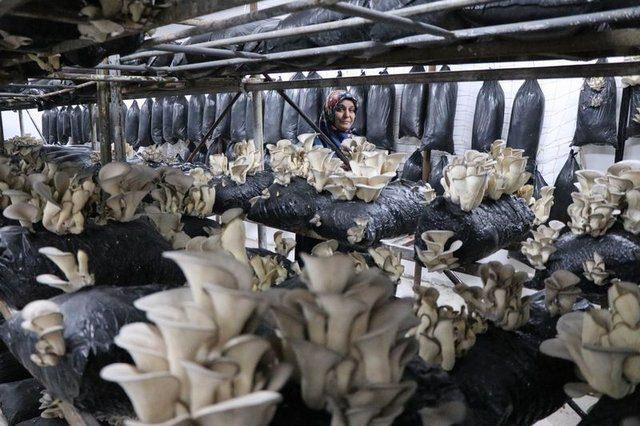 <div>Kayseri'de yaşayan 40 yaşındaki Abide Yılmaz, ev ekonomisine katkı sağlamak i&ccedil;in iş arayışı i&ccedil;erisine girdi. Eşinin tavsiyesi ile devlet desteği alarak istiridye mantarı yetiştirme tesisi kuran Yılmaz, gelen siparişleri yetiştirmek i&ccedil;in gece g&uuml;nd&uuml;z &ccedil;alışıyor.&nbsp;</div>

<div>&nbsp;</div>
