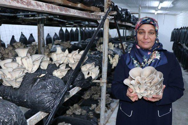 <div>"Bu işe ilk başta hobi olarak başladık. Sonrasında eşimin tavsiyesi &uuml;zerine araştırdık ve devletimizin desteği olduğunu &ouml;ğrendik. Ardından bu tesisi yaptık. Şuanda da mantarlarımız &ccedil;ıktı. Bu mantarın yetişmesi i&ccedil;in nemin 85'in &uuml;zerinde olması lazım. Tesisimizi bunun &uuml;zerine kurduk. Yetiştirdiğimiz mantarları pazarlamada bir sıkıntı yaşamıyoruz. Zaten &uuml;r&uuml;n yok satıyor. Kayseri'ye bile yetiştiremiyoruz. Kendi kendini sattıran bir &uuml;r&uuml;n. Et ile yarışıyor. Protein ve sindirim sistemi a&ccedil;ısından &ccedil;ok yararları olan bir mantar. Bundan sonra da tesisimizi b&uuml;y&uuml;tt&uuml;kten sonra paketleme ve soğuk hava deposu yapmayı d&uuml;ş&uuml;n&uuml;yoruz. Devletimizin desteğini alarak onları da başaracağız."</div>

<div>&nbsp;</div>
