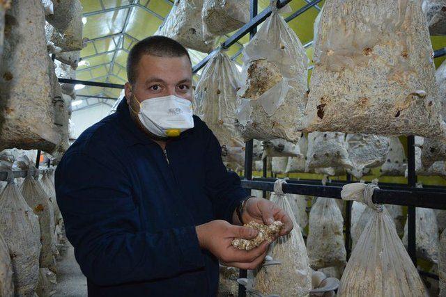 <div>Bu mantarın adı istiridye mantarı. Bildiğimiz kavak mantarının k&uuml;lt&uuml;r&uuml; oluyor. Tamamen yetişme evresi 18 g&uuml;nl&uuml;k karanlık bir odada 25 ile 29 derece arasında bir kulu&ccedil;ka d&ouml;neminden başlıyor.&nbsp;</div>

<div>&nbsp;</div>
