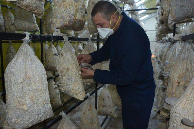 <div>Sonrasında pinlerin atmasıyla beraber nem oranının arttırılması, karbondioksit oranının d&uuml;ş&uuml;r&uuml;lmesi, ışığın ve nemin dengelenmesiyle birlikte mutfağımıza kadar giden bir s&uuml;reci var.</div>

<div>&nbsp;</div>
