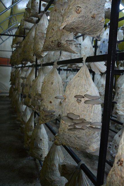 <div>Poşetlerin i&ccedil;inde pamuk ve mantar sporuna sarılmış kuş yemi var. Mantar k&uuml;ften oluştuğu i&ccedil;in karanlık kulu&ccedil;ka d&ouml;neminde mantar k&uuml;f&uuml;n&uuml;n torbayı tamamen sarmasıyla ve kulu&ccedil;ka d&ouml;nemi bittiğinde deliklerden pinlerin &ccedil;ıkmasıyla ger&ccedil;ekleşiyor.</div>

<div>&nbsp;</div>
