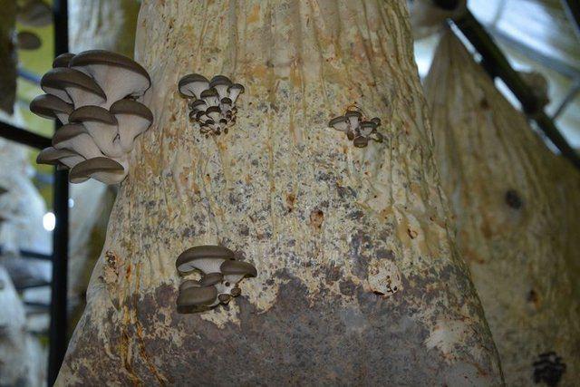 <div><strong>KİLOSU 15 TL'DEN SATILIYOR</strong></div>

<div>&nbsp;</div>

<div>1 bu&ccedil;uk ay &ouml;nce başladığı işte 1 aydır hasat yaptığını ve satışlarının &ccedil;ok iyi gittiğini s&ouml;yleyen Harun &Ccedil;iğdem, s&ouml;zlerine ş&ouml;yle devam etti:</div>
