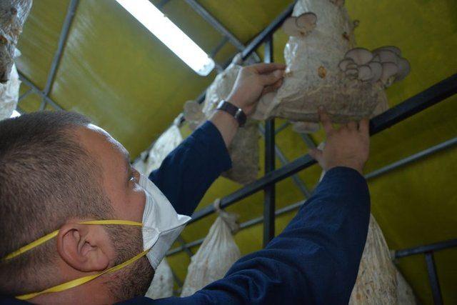 <div>"Bu işi b&uuml;y&uuml;tmeyi d&uuml;ş&uuml;n&uuml;yoruz. Şu anda i&ccedil;eride 10 ton kompos var. 10 ton kompostan y&uuml;zde 25 mantar alıyoruz. Bu da 2 bu&ccedil;uk tona tekab&uuml;l ediyor. Şu ana kadar 1 bu&ccedil;uk ton mantar hasat ettik. Ve 1 tonumuz daha var. Ve o 1 tonun da hasadını yapınca komposları değiştirerek ikinci bir d&ouml;neme hazırlık yapacağız."</div>

<div>&nbsp;</div>
