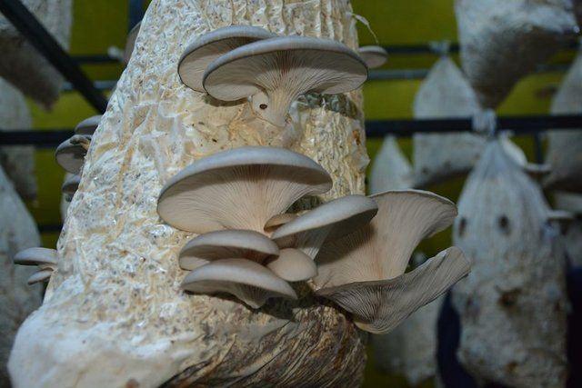 <div>&Uuml;rettikleri mantarların zehirli olmadığını da s&ouml;yleyen &Ccedil;iğdem, zehirli mantarların &ouml;zellikle doğada yetiştiğine dikkat &ccedil;ekti. Yetiştirdiği &uuml;r&uuml;nlerin lezzetli olduğunu ve pazarda kilosunu 15 liradan satışa sunduğunu belirten &Ccedil;iğdem, şu a&ccedil;ıklamalarda bulundu:</div>

<div>&nbsp;</div>
