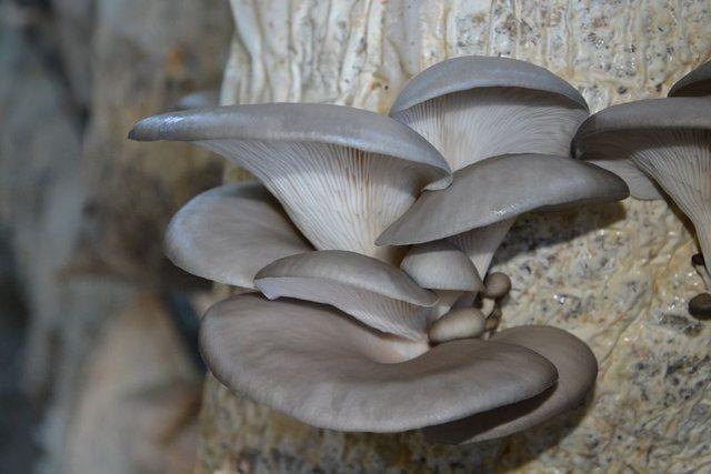 <div>&Uuml;r&uuml;n&uuml;n cinsine g&ouml;re lezzeti ve tadı farklı olur ama herkesin de damak tadı ayrıdır. Ben bunu daha lezzetli buluyorum fakat şu da bir ger&ccedil;ek ki ormandaki topladığımız doğal mantarın yerini hi&ccedil; bir şey tutamaz.</div>

<div>&nbsp;</div>
