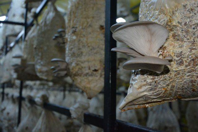 <div>Mantarın sağlık a&ccedil;ısından bir &ccedil;ok faydası var. Antioksidan bir &ouml;zelliği var. Kolesterol&uuml; dengeliyor. Antibakteriyeldir ve besin değeri y&uuml;ksektir. Bağışıklık sistemini g&uuml;&ccedil;lendirir, kabızlığı &ouml;nler. Y&uuml;ksek tansiyonu d&uuml;ş&uuml;r&uuml;r. Anemiyi engeller ve aynı zamanda da ila&ccedil; yapımında kullanılır. &Uuml;lkemizde de ila&ccedil; sanayinde talebi y&uuml;ksektir.</div>

<div>&nbsp;</div>
