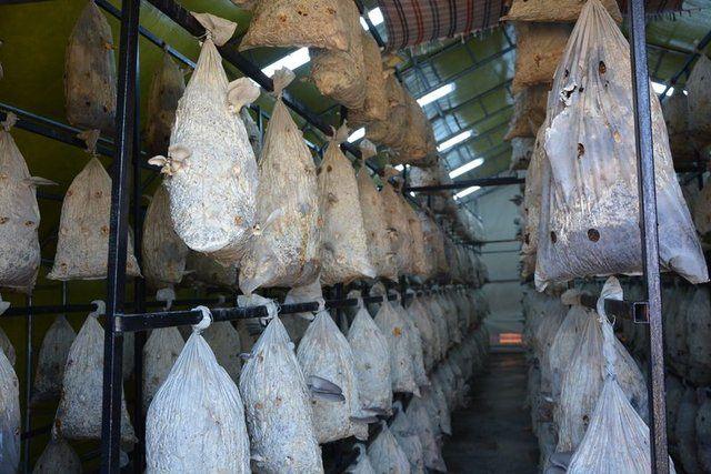 <div>Mantardan yapılacak yemekler hakkında da bilgi veren &Ccedil;iğdem s&ouml;zlerini ş&ouml;yle s&uuml;rd&uuml;rd&uuml;:</div>

<div>&nbsp;</div>
