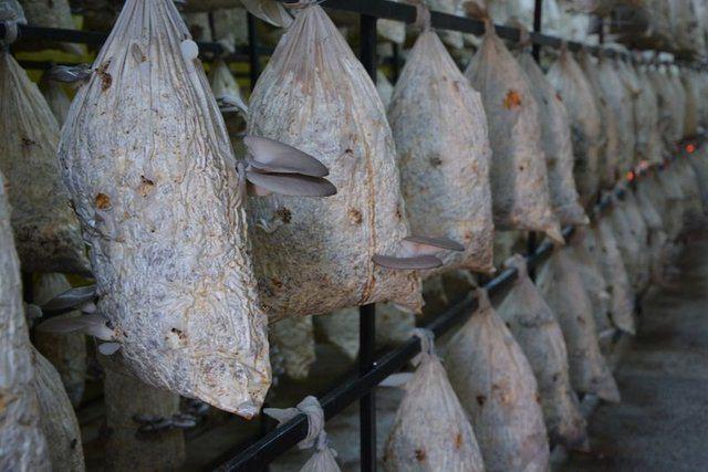 <p>"Ben mantarı tepside kaşarlı olarak fırında seviyorum. Ama domates biberle sa&ccedil; kavurma tarzı yapılabilir. Et g&uuml;vecine atılabilir. Aynı zamanda soğuk meze, salata ve turşusu da yapılabilir"</p>

<p>&nbsp;</p>
