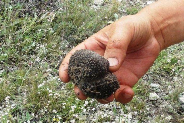 <div><strong>ORMAN BAKANLIĞI TR&Uuml;F MANTARI İ&Ccedil;İN KOLLARI SIVADI</strong></div>

<div>&nbsp;</div>

<div>Toprak altında yetiştiği i&ccedil;in T&uuml;rkiye&acute;de pek fazla tanınmayan ancak D&uuml;nyada gıda ve kozmetik pazarlarında binlerce euroya kadar alıcı bulan tr&uuml;f mantarının &uuml;lke ekonomisine kazandırılması maksadıyla harekete ge&ccedil;en Orman ve Su İşleri Bakanlığı &uuml;niversitelerle de işbirliği yaparak tr&uuml;f yetiştiriciliği konusundaki &ccedil;alışmalarını s&uuml;rd&uuml;r&uuml;yor.</div>
