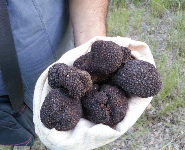 <div>Bakanlık, &uuml;lke genelinde tr&uuml;f mantarının tabii olarak yetiştiği verimli toprak &ouml;zelliklerine sahip alanların tespiti i&ccedil;in arazi taraması &ccedil;alışmalarını s&uuml;rd&uuml;r&uuml;yor. 2018 yılı sonunda tamamlanması planlanan Tr&uuml;f Mantarı Eylem Planı, T&uuml;rkiye&acute;nin tr&uuml;f mantarı potansiyelinin fazlalığı ve bu alanda yapılan &ccedil;alışmaların verimliliği dolayısıyla 2019 yılını da kapsayacak şekilde uzatıldı.</div>

<div>&nbsp;</div>
