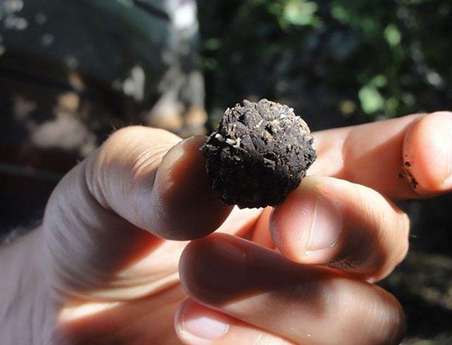 <div><strong>T&Uuml;RKİYE&acute;NİN TR&Uuml;F &Uuml;RETİM POTANSİYELİ AVRUPA&acute;DAN Y&Uuml;KSEK</strong></div>

<div>&nbsp;</div>

<div>Tr&uuml;f mantarının g&uuml;n&uuml;m&uuml;ze kadar &uuml;lkemizde neredeyse hi&ccedil; faydalanılamamış &ouml;nemli tabii bir gıda kaynağı olduğunu belirten Eroğlu, "&Uuml;lkemiz tr&uuml;f &uuml;retim potansiyeli a&ccedil;ısından, halen Avrupa'da lider &uuml;retici konumundaki &uuml;lkelerden daha avantajlı konumda bulunuyor.&nbsp;&nbsp;</div>
