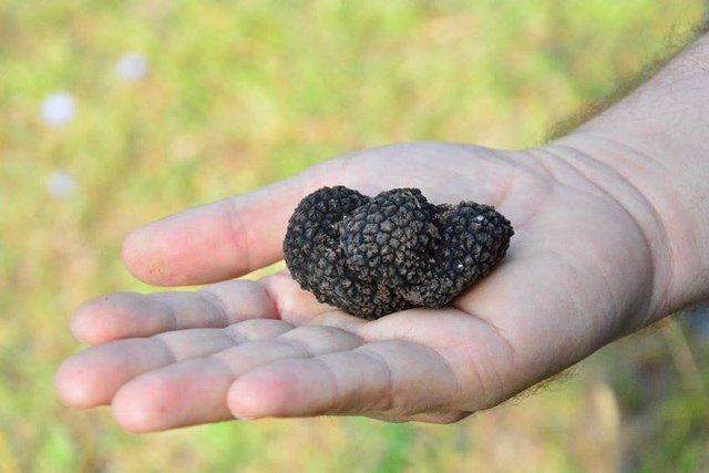 <div>Tabii alanlar bug&uuml;ne kadar faydalanılmamış olması sebebi ile tahrip edilmemiş ve dolayısıyla potansiyel y&uuml;ksektir. Tr&uuml;f mikorizası aşılı orman fidanları kullanılmak sureti ile yapılacak ağa&ccedil;landırmalar potansiyelimizi artıracaktır. Yapılan &ccedil;alışmalar neticesinde ulaşılan veriler de &uuml;lkemizin &ccedil;ok zengin olduğunu g&ouml;stermektedir" diye konuştu.</div>

<div>&nbsp;</div>
