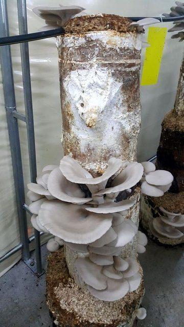 <div>K&uuml;t&uuml;kte yani doğal ortamında yetiştirilen istiridye mantarının besin değeri &ccedil;ok y&uuml;ksek. Kırmızı et ayarında olduğunu s&ouml;yleyebilirim. Damar tıkanıklığından, kanser hastalıklarına kadar akla gelmeyecek sayıda faydaları var.&nbsp;</div>

<div>&nbsp;</div>
