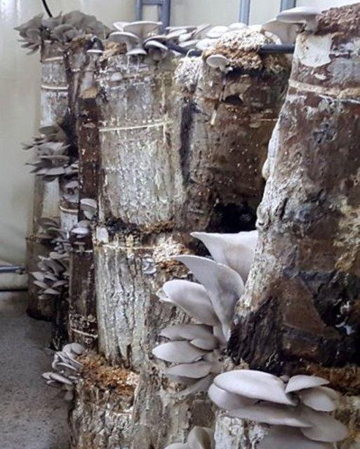 <div>Kızartması, sotesi olur, mangalda pişirilir, b&ouml;reği yapılır, makarnaya sos olur. Tavada hafif zeytinyağında suyunu &ccedil;ekene kadar bekledikten sonra &uuml;zerine soğan, sarımsak ve birazcık sirke karıştırarak t&uuml;ketilebilir. Ortağımın eşi aş&ccedil;ı.&nbsp;</div>

<div>&nbsp;</div>
