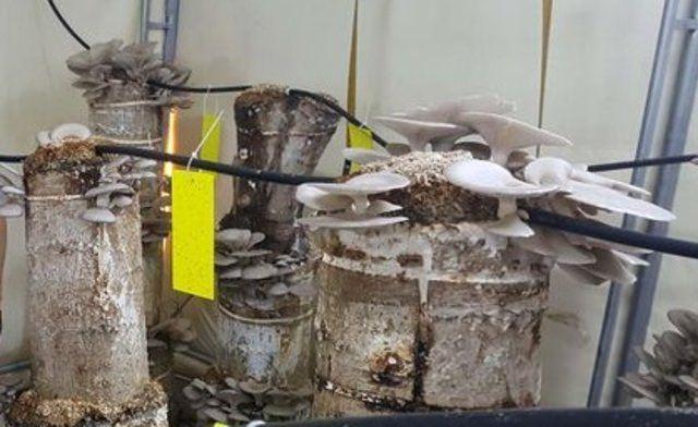 <div>Onunla birlikte 12 &ccedil;eşit yemek tarifi &ccedil;ıkarttık. İnternet sitemizde yayınlayacağız. Hem &uuml;retene hem de t&uuml;ketene &ccedil;ok faydası olacak bir &uuml;r&uuml;n. T&uuml;rkiye'de pazarı olduk&ccedil;a geniş.</div>

<div>&nbsp;</div>
