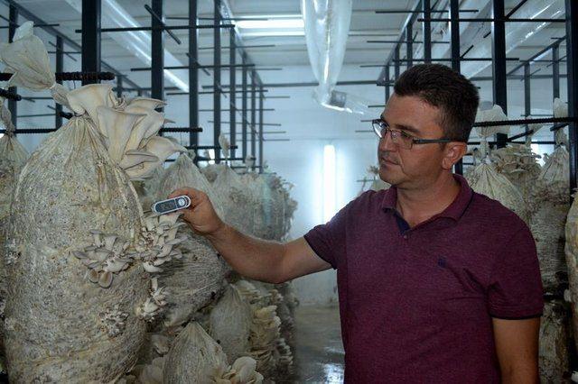 <div><strong>SALİHLİ'DE ESKİ A&Ccedil;IK CEZAEVİ MANTAR &Uuml;RETİM TESİSİ OLDU</strong></div>

<div>&nbsp;</div>

<div>Salihli T Tipi Kapalı ve A&ccedil;ık Ceza İnfaz Kurumu M&uuml;d&uuml;rl&uuml;ğ&uuml;nce, eski a&ccedil;ık cezaevinin 4 koğuşunda istiridye mantarı &uuml;retimine başlandı.</div>
