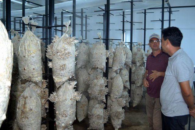 <div>Salihli'de eski a&ccedil;ık cezaevindeki atıl durumdaki koğuşlar, istiridye mantarı &uuml;retimi i&ccedil;in tesise d&ouml;n&uuml;şt&uuml;r&uuml;ld&uuml;. Deneme &uuml;retiminde elde edilen &uuml;r&uuml;nler kilogramı 8 liradan satışa sunulurken eyl&uuml;l ayından itibaren tam kapasite &uuml;retime ge&ccedil;me kararı alındı.</div>

<div>&nbsp;</div>
