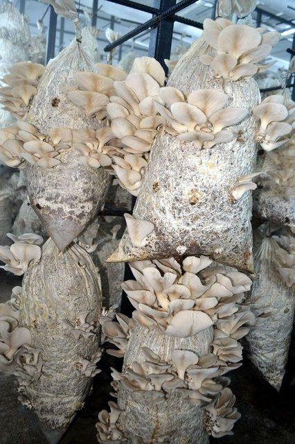 <div>Salihli T Tipi Kapalı ve A&ccedil;ık Ceza İnfaz Kurumu M&uuml;d&uuml;r&uuml; Erkan Keskin yaptığı a&ccedil;ıklamada, kurumdaki bir&ccedil;ok iş kolunda &uuml;retim yaptıklarını bunun i&ccedil;inde tarımın da olduğunu s&ouml;yledi. İş kollarında ekonomiye katkı sağlandığını ve h&uuml;k&uuml;ml&uuml;lere meslek eğitimleri verildiğini belirten Keskin, şu an itibariyle kurumda sigortalı 96 h&uuml;k&uuml;ml&uuml; &ccedil;alıştığını belirtti.&nbsp;</div>

<div>&nbsp;</div>
