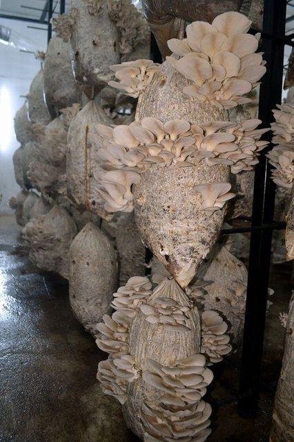 <div><strong>KOĞUŞLAR MANTAR &Uuml;RETİM TESİSİ OLDU</strong></div>

<div>&nbsp;</div>

<div>Salihli T Tipi Kapalı ve A&ccedil;ık Ceza İnfaz Kurumu yeni hizmet binasına kavuştuktan sonra Durasıllı Mahallesi'ndeki eski a&ccedil;ık cezaevinde koğuşları değerlendirmek istediklerini anlatan Keskin, ş&ouml;yle konuştu:</div>
