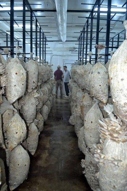 <div>Kurumumuzda &ouml;rt&uuml; altı sebzecilik ile diğer faaliyetlerin ardından istiridye mantarında deneme &uuml;retimine başladık. Mantar &uuml;retimi i&ccedil;in bu koğuşları değerlendirmeyi d&uuml;ş&uuml;nd&uuml;k. Bu kapsamda kurumumuzun İnşaat İş Kolu&rsquo;nda g&ouml;rev alan h&uuml;k&uuml;ml&uuml;lerimiz yardımıyla ellişer metrekareden oluşan 4 adet koğuşu birleştirdik ve 2 adet 100 metrekareden &uuml;retim odası haline getirdik. &Uuml;retim merkezlerimizin yapım aşamasının her safhasında h&uuml;k&uuml;ml&uuml;lerimiz g&ouml;rev aldı.</div>

<div>&nbsp;</div>
