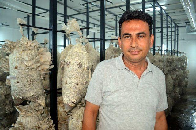 <div>Yaz mevsiminde mantar t&uuml;ketimi d&uuml;ş&uuml;k olduğu i&ccedil;in hemen deneme &uuml;retimine başlama kararı aldık. Deneme &uuml;retiminde de kısa s&uuml;rede başarı elde ettik ve 2.5 ton istiridye mantarı &uuml;retebileceğimizi hesapladık.&nbsp;</div>

<div>&nbsp;</div>
