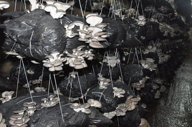 <div>&Uuml;retim merkezimizde &ouml;zel sistemler sayesinde sıcaklık sabit tutuluyor. &Uuml;retim merkezimizde 1 ziraat m&uuml;hendisi, 1 at&ouml;lye şefi ve 4 h&uuml;k&uuml;ml&uuml; g&ouml;rev alıyor.</div>

<div>&nbsp;</div>
