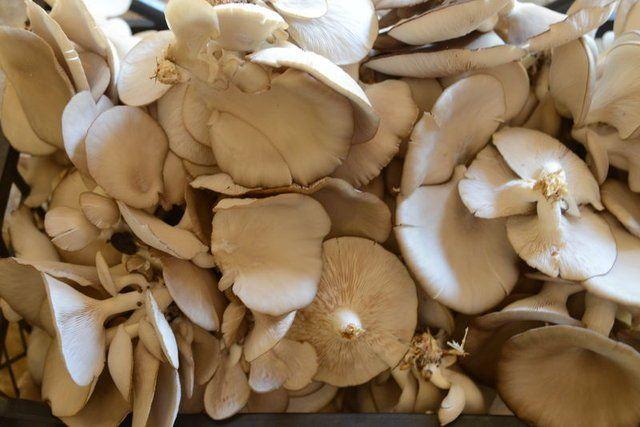 <div>Anadolu &Uuml;niversitesi A&ccedil;ık&ouml;ğretim Fak&uuml;ltesi Uluslararası İlişkiler B&ouml;l&uuml;m&uuml; &ouml;ğrencisi C&ouml;r&uuml;t, bir s&uuml;re İstanbul'daki ablasının yanında farklı sekt&ouml;rlerde &ccedil;alıştıktan sonra memleketine d&ouml;nd&uuml;.</div>

<div>&nbsp;</div>
