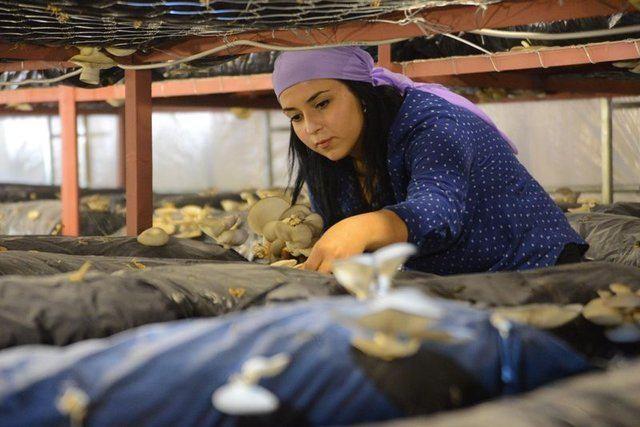 <div>Annesi Ayla C&ouml;r&uuml;t'&uuml;n de desteğini alan gen&ccedil; girişimci, kurduğu 128 metrekarelik serada yaklaşık iki ay &ouml;nce &uuml;retime başladı.</div>

<div>&nbsp;</div>
