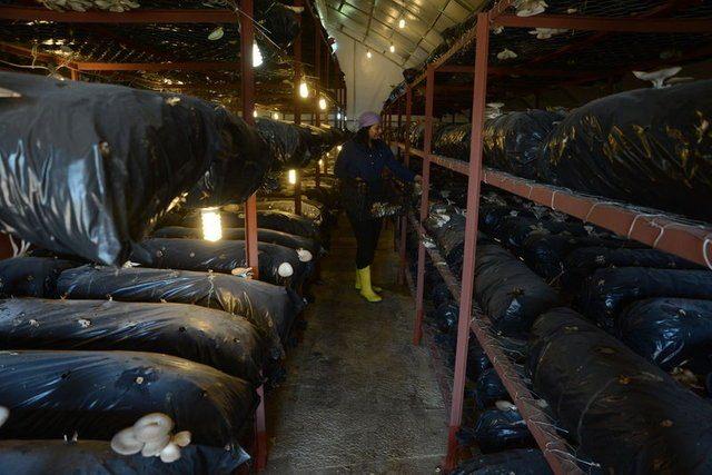 <div>C&ouml;r&uuml;t, son yıllarda ilginin giderek arttığı ve pazarlama sıkıntısı bulunmayan istiridye mantarının kilosunu 5-10 liradan il merkezi ve il&ccedil;elerdeki pazarlara satıyor.</div>

<div>&nbsp;</div>
