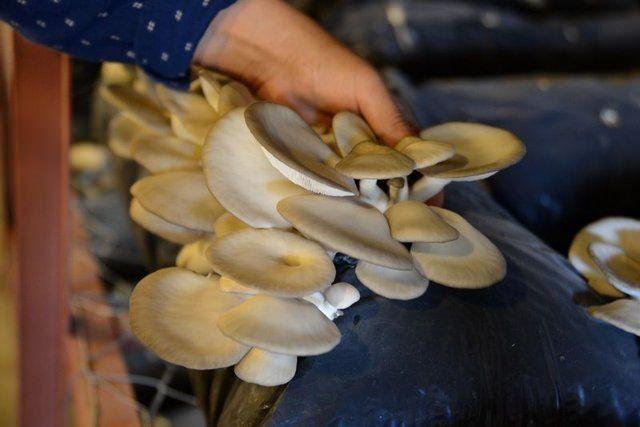 <div>Annesiyle ge&ccedil;imlerini sağlamak amacıyla istiridye mantarı yetiştirmeyi tercih ettiklerini anlatan C&ouml;r&uuml;t, bah&ccedil;enin bir b&ouml;l&uuml;m&uuml;nde kurdukları seradan g&uuml;nl&uuml;k 100-150 kilogram &uuml;r&uuml;n aldıklarına işaret etti. C&ouml;r&uuml;t, "Amacım sadece &uuml;r&uuml;n satmak değil. En b&uuml;y&uuml;k ama&ccedil;larımdan biri de k&ouml;yl&uuml;ye istihdam sağlamak. Bu y&uuml;zden burayı da b&uuml;y&uuml;tmeyi d&uuml;ş&uuml;n&uuml;yorum." dedi.</div>

<div>&nbsp;</div>
