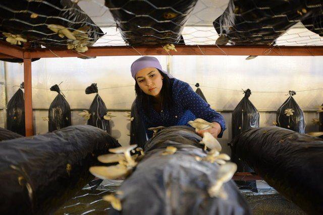 <div><strong>"PAZARLAMA AŞAMASINI TEK BAŞIMA Y&Uuml;R&Uuml;T&Uuml;YORUM"</strong></div>

<div>&nbsp;</div>

<div>Doğup b&uuml;y&uuml;d&uuml;ğ&uuml; toprakların verimli olduğuna dikkati &ccedil;eken C&ouml;r&uuml;t, "Annemin desteğiyle &uuml;retim kısmını yapıyoruz. Pazarlama aşamasını ise tek başıma y&uuml;r&uuml;t&uuml;yorum. Gıda Tarım ve Hayvancılık İl&ccedil;e M&uuml;d&uuml;r&uuml; Ramazan Elevli'nin de meslekle ilgili destekleri oldu." diye konuştu.</div>
