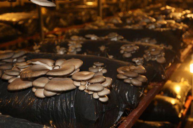 <div>Anne Ayla C&ouml;r&uuml;t (52) ise her zaman kızının arkasında olduğunu, kurdukları serayla hem kendileri hem de gen&ccedil;lere ekonomik katkı sağlayabileceklerine inandığını bildirdi.</div>

<div>&nbsp;</div>
