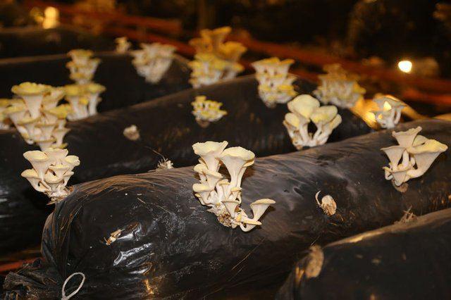 <div><strong>TESİSTEN DİĞER G&Ouml;R&Uuml;NT&Uuml;LER</strong></div>

<div>&nbsp;</div>
