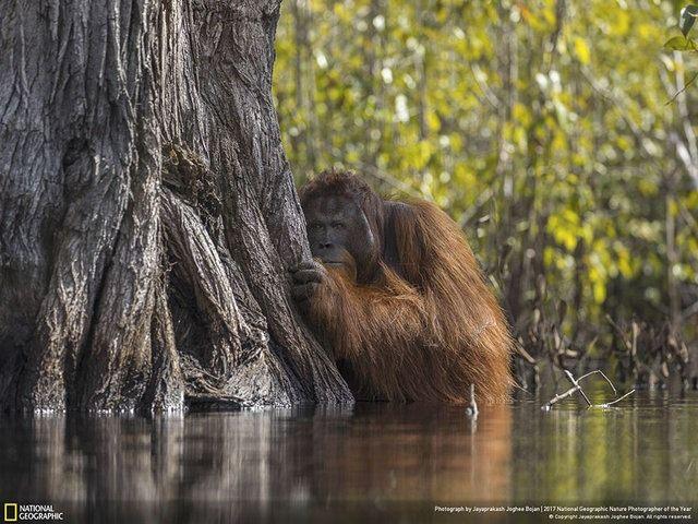 <p><em>National Geographic'in her yıl geleneksel olarak düzenlediği Doğa Fotoğrafları Yarışması'nda kazanan belli oldu. </em></p>

<p>Jayaprakash Joghee Bojan, çektiği orangutan fotoğrafıyla 2017 National Geographic Doğa Fotoğrafları Yarışması'nın birincisi oldu. Dünyanın dört bir yanından gönderilen 11 bin fotoğraf içinden seçilen Bojan, yakaladığı kare sayesinde 7 bin 500 doların da sahibi oldu.</p>
