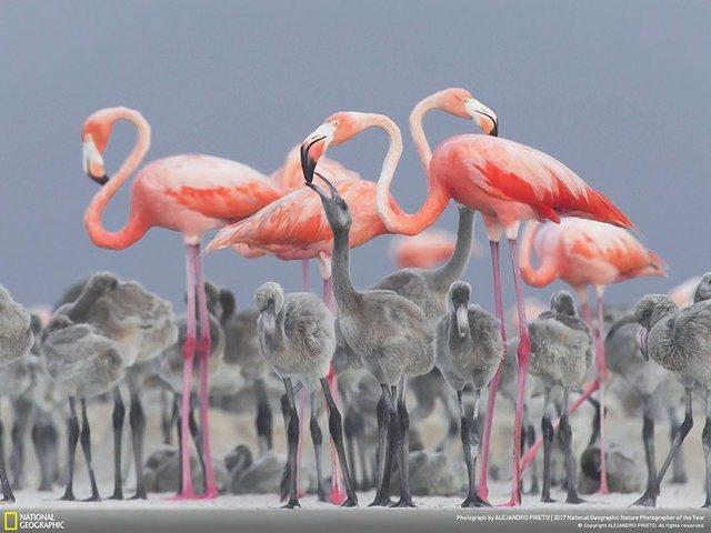 <p>Vahşi Yaşam dalında ikinci ise Alejandro Prieto'nun çektiği flamingo fotoğrafı oldu. </p>

<p> </p>

<ul>
</ul>

<ul>
</ul>
