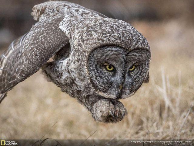 <p>People's Choice ödülüne çektiği baykuş fotoğrafıyla Harry Collins layık görüldü. National Geographic, sadece "Vahşi Yaşam" değil, Manzara, Sualtı ve Hava Fotoğrafları kategorilerinde de kazananları duyurdu. İşte sırasıyla o fotoğraflar...</p>

<p> </p>

<ul>
</ul>

<ul>
</ul>

