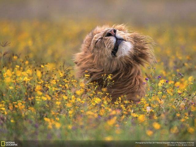 <p>2017 National Geographic Doğa Fotoğrafları Yarışması'nda sona kalan katılımcıların çektiği kareler...</p>

<p> </p>

<ul>
</ul>

<ul>
</ul>
